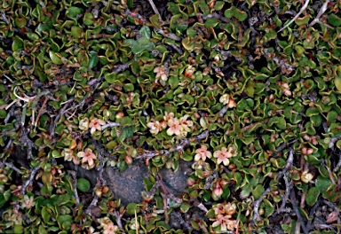APII jpeg image of Muehlenbeckia axillaris  © contact APII