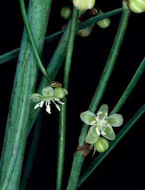 APII jpeg image of Muehlenbeckia diclina subsp. stenophylla  © contact APII