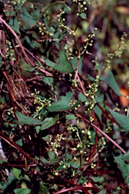 APII jpeg image of Muehlenbeckia gracillima  © contact APII