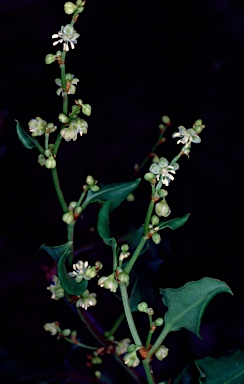 APII jpeg image of Muehlenbeckia rhyticarya  © contact APII