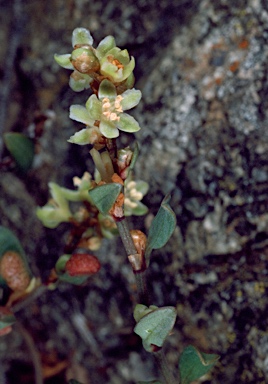 APII jpeg image of Muehlenbeckia tuggeranong  © contact APII