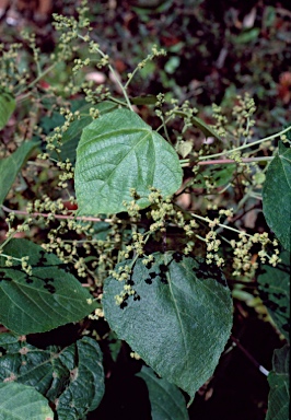 APII jpeg image of Macaranga involucrata  © contact APII