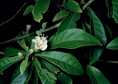 APII jpeg image of Hibiscus macilwraithensis  © contact APII