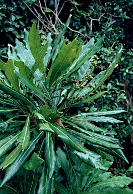 APII jpeg image of Meryta angustifolia  © contact APII