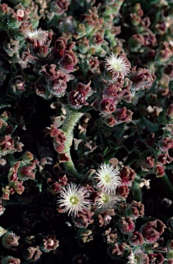 APII jpeg image of Mesembryanthemum crystallinum  © contact APII