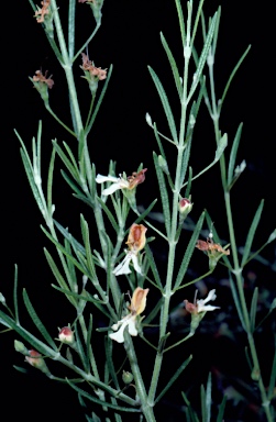 APII jpeg image of Microcorys tenuifolia  © contact APII