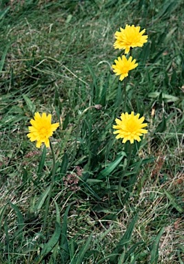 APII jpeg image of Microseris lanceolata  © contact APII