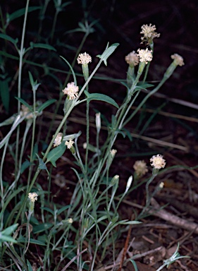APII jpeg image of Millotia myosotidifolia  © contact APII