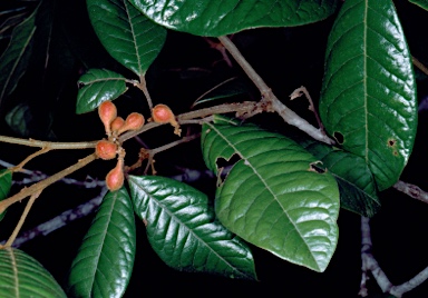 APII jpeg image of Mischocarpus lachnocarpus  © contact APII