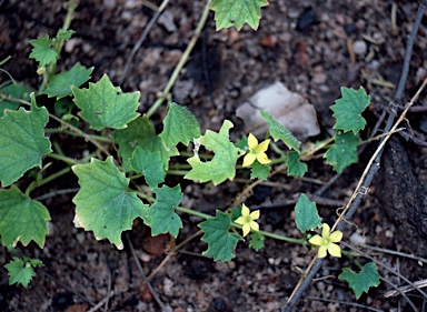 APII jpeg image of Cucumis umbellatus  © contact APII