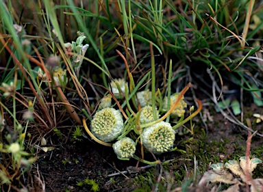 APII jpeg image of Myriocephalus rhizocephalus  © contact APII