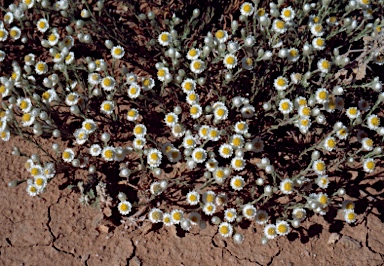 APII jpeg image of Myriocephalus rudallii  © contact APII