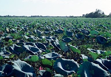 APII jpeg image of Nelumbo nucifera  © contact APII