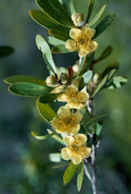 APII jpeg image of Neofabricia myrtifolia  © contact APII