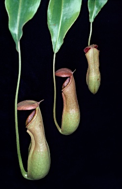 APII jpeg image of Nepenthes mirabilis  © contact APII