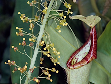 APII jpeg image of Nepenthes mirabilis  © contact APII
