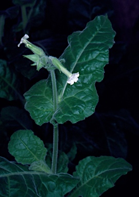APII jpeg image of Nicotiana amplexicaulis  © contact APII