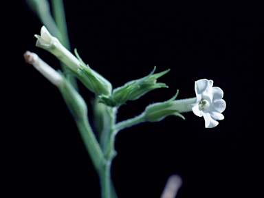 APII jpeg image of Nicotiana occidentalis subsp. hesperis  © contact APII
