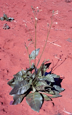 APII jpeg image of Nicotiana rosulata subsp. ingulba  © contact APII