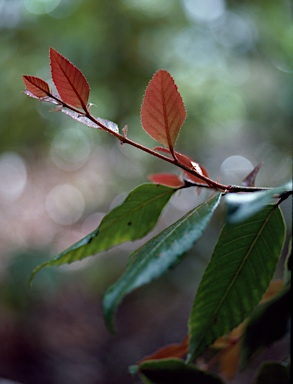 APII jpeg image of Nothofagus moorei  © contact APII