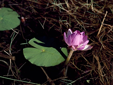 APII jpeg image of Nymphaea violacea  © contact APII