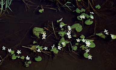 APII jpeg image of Nymphoides indica  © contact APII