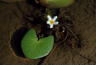 APII jpeg image of Nymphoides indica  © contact APII