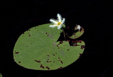 APII jpeg image of Nymphoides indica  © contact APII