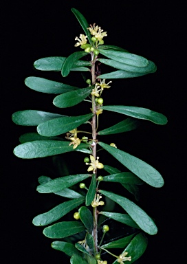 APII jpeg image of Neoroepera banksii  © contact APII