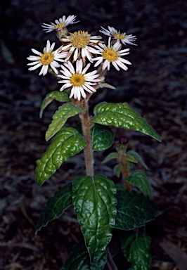 APII jpeg image of Olearia tomentosa  © contact APII
