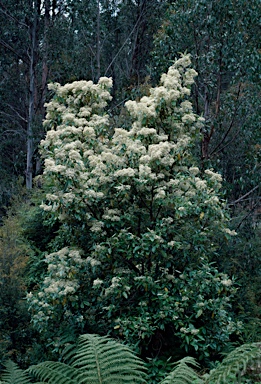 APII jpeg image of Olearia argophylla  © contact APII