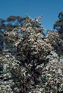 APII jpeg image of Olearia oppositifolia  © contact APII