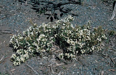 APII jpeg image of Olearia erubescens  © contact APII