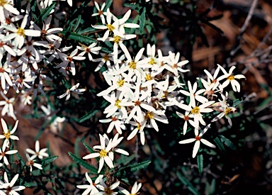 APII jpeg image of Olearia erubescens  © contact APII