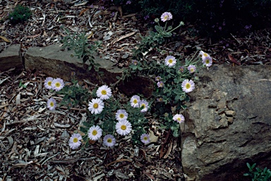 APII jpeg image of Olearia frostii  © contact APII