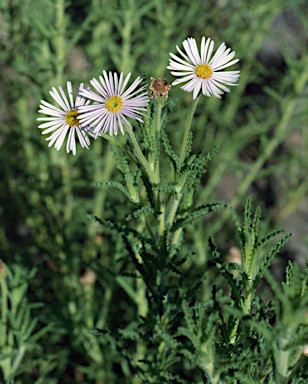 APII jpeg image of Olearia laciniifolia  © contact APII