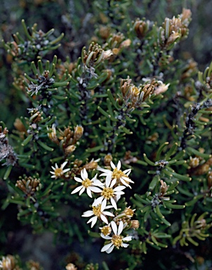 APII jpeg image of Olearia ledifolia  © contact APII