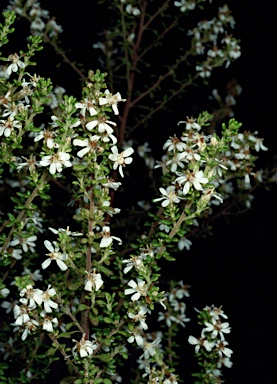 APII jpeg image of Olearia microphylla  © contact APII