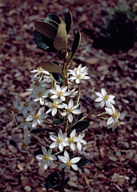 APII jpeg image of Olearia persoonioides  © contact APII
