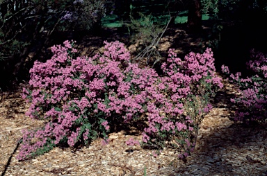 APII jpeg image of Olearia phlogopappa  © contact APII