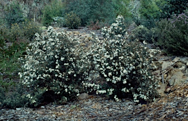 APII jpeg image of Olearia phlogopappa  © contact APII