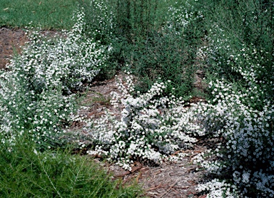 APII jpeg image of Olearia ramulosa  © contact APII