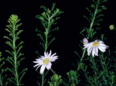 APII jpeg image of Olearia sp. Rhizomatica (I.R.Telford 11549)  © contact APII