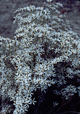 APII jpeg image of Olearia rosmarinifolia  © contact APII