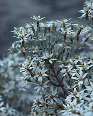 APII jpeg image of Olearia rosmarinifolia  © contact APII