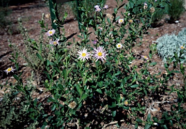 APII jpeg image of Olearia rudis  © contact APII