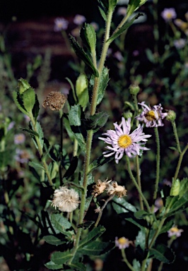 APII jpeg image of Olearia rudis  © contact APII