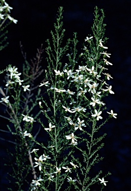 APII jpeg image of Olearia teretifolia  © contact APII