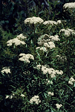 APII jpeg image of Ozothamnus argophyllus  © contact APII