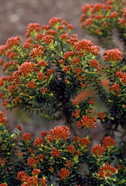 APII jpeg image of Ozothamnus ledifolius  © contact APII